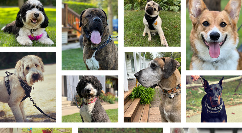 DogFriend23
